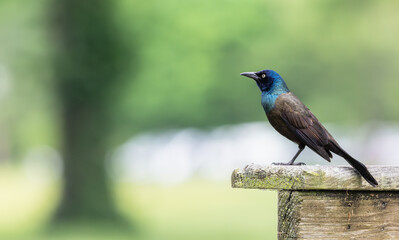 Portrait of a common grackle in spring.