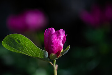 Red and pink flowers in nature. A plant native to Turkey, peony, scientific name; Paeonia turcica.