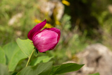 Red and pink flowers in nature. A plant native to Turkey, peony, scientific name; Paeonia turcica.