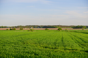 field and sky