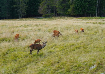 The deer at the Paneveggio park. The deer nature reserve in Paneveggio. Predazzo, Val di Fiemme, South Tyrol, Trentino Alto Adige, Italy.