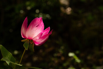 Obraz premium Red and pink flowers in nature. A plant native to Turkey, peony, scientific name; Paeonia turcica.