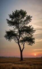 professional photograph of single tree in sunset