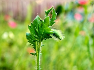 A fuzzy poppy bud pokes through a cluster of dark green frilly leaves.