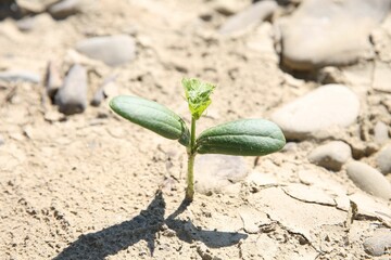 Seedling growing in dry soil outdoors, closeup