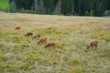 The deer at the Paneveggio park. The deer nature reserve in Paneveggio. Predazzo, Val di Fiemme, South Tyrol, Trentino Alto Adige, Italy.
