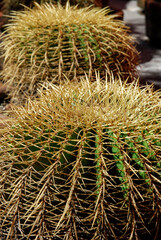 Golden barrel cactus, Ball cactus echinocactus grusonii in the garden.