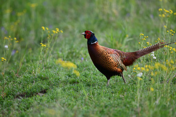 Farbenfroher Fasan zwischen gelben Blumenblüten auf grüner Wiese sagt Danke für das prächtige...