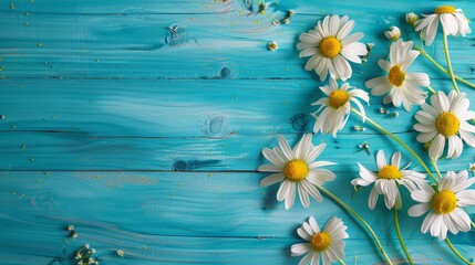 Beautiful spring or summer background with white and yellow daisies on a blue wooden table, in a top view.