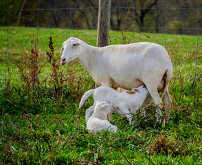 Fototapeta premium Mother sheep feeding baby lambs
