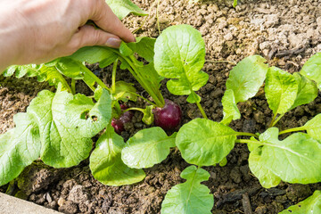 Organic vegetables. Radish growing in the greenhouse. Agriculture Concept