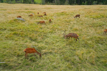The deer at the Paneveggio park. The deer nature reserve in Paneveggio. Predazzo, Val di Fiemme, South Tyrol, Trentino Alto Adige, Italy.