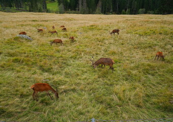 The deer at the Paneveggio park. The deer nature reserve in Paneveggio. Predazzo, Val di Fiemme, South Tyrol, Trentino Alto Adige, Italy.