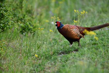 Farbenfroher Fasan Vogel zwischen bunten Sommer Blumen auf grüner Wiese sagt Danke für das prächtige Pfingstfest