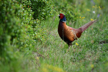 Farbenfroher Fasan zwischen gelben Blumenblüten auf grüner Wiese sagt Danke für das prächtige Pfingstfest
