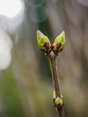 buds of a plant
