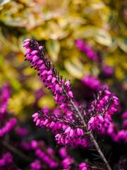 Calluna vulgaris