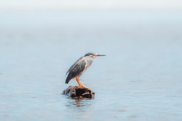 Bihoreau gris à l'Ile Maurice