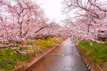 五条川の流れと満開の桜並木
