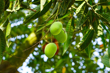 Raw mango hanging on tree