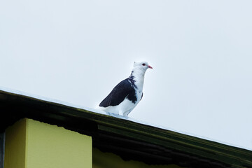 White homing pigeon standing on a tin shed building