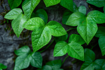 Closeup of green ivy leaves on a stone wall against a dark gray rock surface