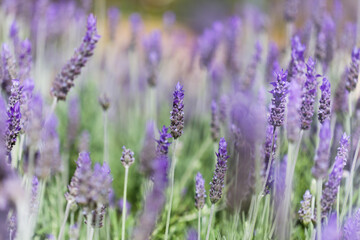 Flora of Gran Canaria - Lavandula dentata, French lavender, naturalized plant natural macro floral background