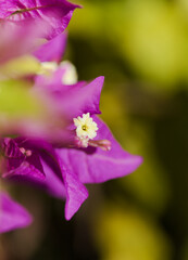 Flora of Gran Canaria -  Bougainvillea glabra, introduced ornamental plant, natural macro floral background