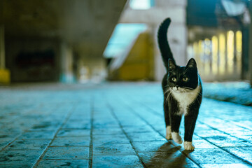 Cute black and white cat is walking through abandoned building in kumrovac, croatia. Really cool urban explorer!