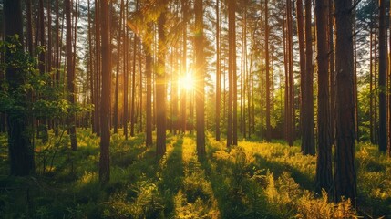 Sunlight streaming through tall forest trees. Nature and tranquility concept.