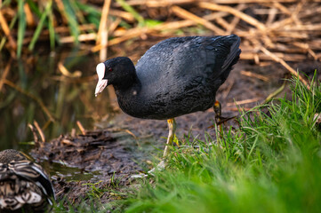 black winged blackbird in grass