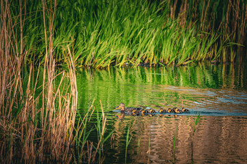 duck and ducklings