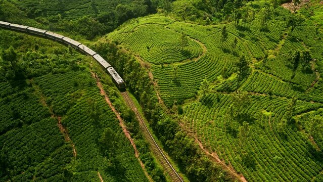 Train snakes through Ceylon tea gardens on misty morning. Freight carries leaves from Sri Lankan highlands. Green patterns of agriculture blend with landscape. Transport vital for global tea market.