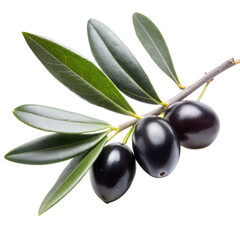 Close-Up View of Ripe Black Olives and Leaves on a Branch