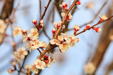 Flowers and flowering trees in early spring. Spring background with copy space