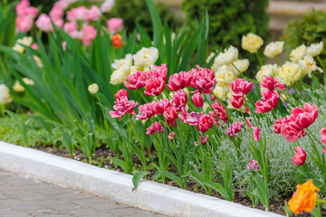 Flowers in a flower bed tulips. Greening the urban environment. Background with selective focus