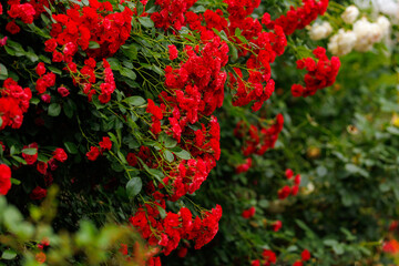 A bush full of red flowers with green leaves