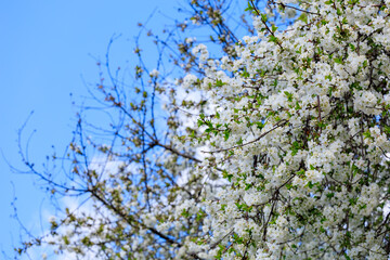 A tree with white flowers is in front of a blue sky