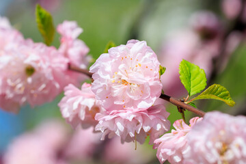 A pink flower with green leaves is on a branch