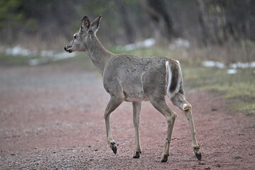 deer in the forest