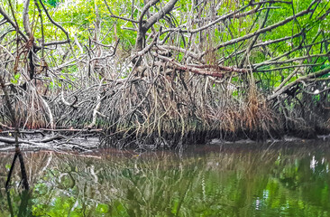 Boat safari through mangrove jungle Bentota Ganga River Bentota Beach Sri Lanka.