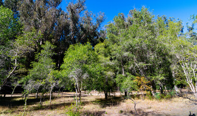 Plantaci&oacute;n de especies nativas en la Reserva Federico Albert