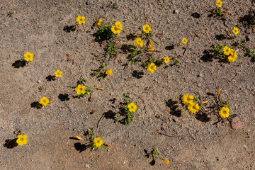 Peque&ntilde;as flores en la Reserva Federico Albert