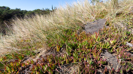 Plantas de doca (Carpobrotus chilensis) y Ammophila arenaria, para contener avance de dunas