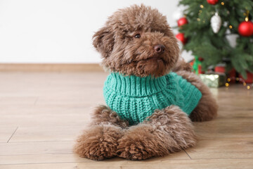 Cute Toy Poodle dog in knitted sweater and Christmas tree indoors, space for text