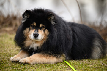 A fluffy dog with the natural name Bear