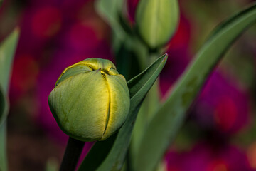 Young green new buds of tulip flowers sprout out and growth in spring season