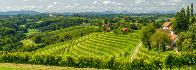 Vineyards in Jeruzalem wine region in Eastern Slovenia
