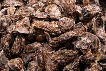 Oyster for sale on seafood market