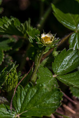 White strawberry flowers in the garden Strawberry blossoms. Growing strawberries
